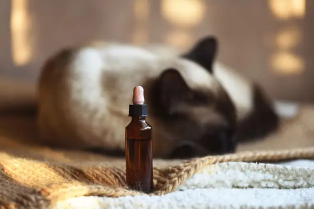 Siamese cat asleep behind a CBD oil dropper bottle